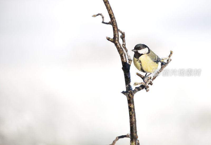 大山雀(Parus major)栖息在一根结霜的小树枝上，背景是一幅散焦的雪景